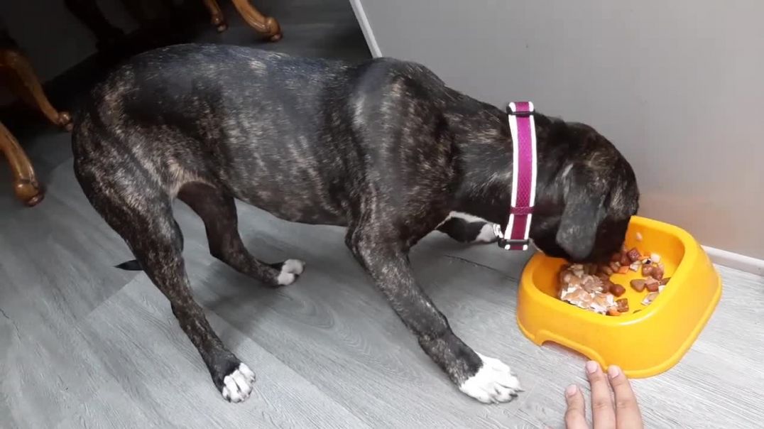 Brindle Pitbull Boxer Mix Rescue Puppy Nemo 5 Months Eating Her Meal