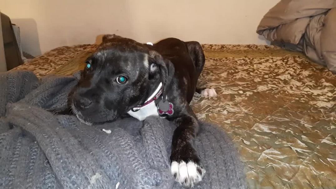 Rescue Brindle Pitbull Boxer Mix Dog Puppy Nemo Starts Talking at 5 Months
