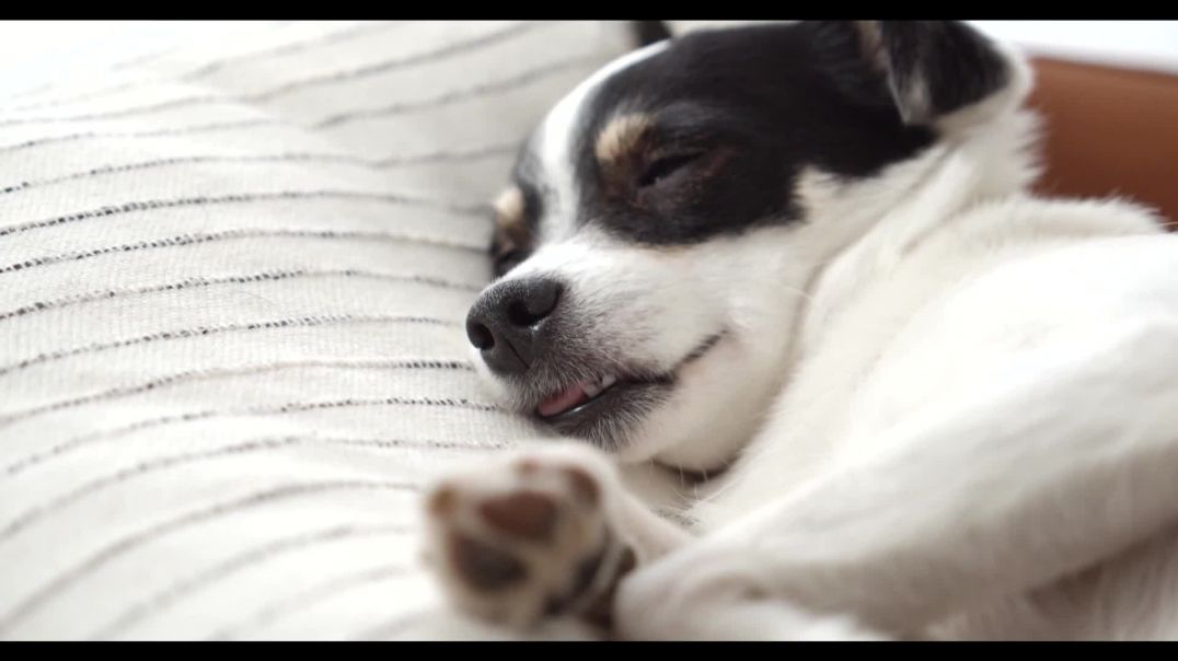 Watch This Dog Video Puppy Sleeping For Calmness Stress Anxiety Relief
